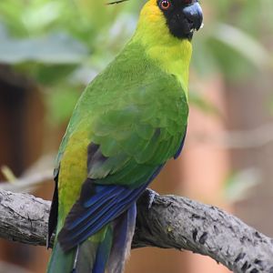 Horned Parakeet (Eunymphicus cornutus)