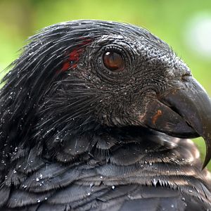 Pesquet's Parrot (Psittrichas fulgidus)