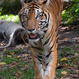 Indochinese tiger (Panthera tigris "corbetti")