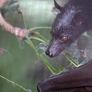 Large Flying-fox (Pteropus vampyrus)