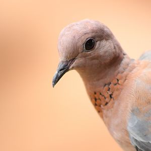 Laughing Dove (Spilopelia senegalensis)