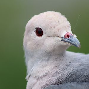 Pink-headed Imperial-pigeon (Ducula rosacea)