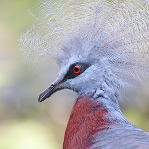 Sclater's Crowned-pigeon (Goura sclaterii)