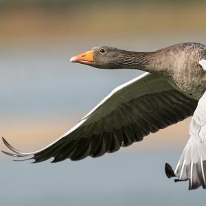 Greylag goose, wild, UK