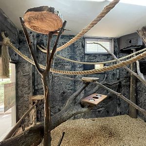 White faced marmoset indoor exhibit
