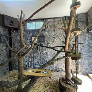 Emperor tamarin indoor exhibit