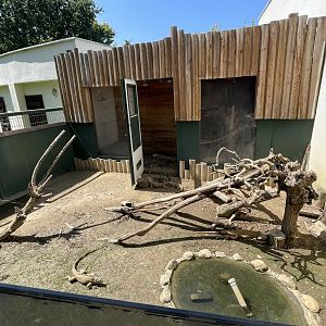 Green iguana exhibit