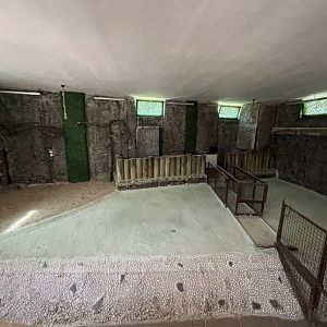 Alligator indoor exhibit