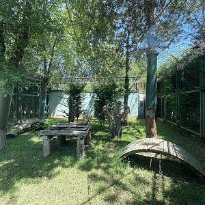 Caucasian lynx exhibit