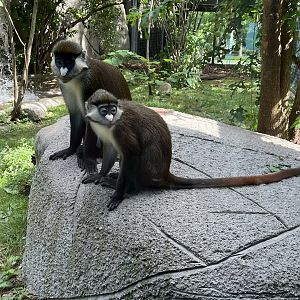 Red Tailed Monkeys