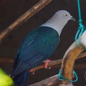 Elegant Imperial Pigeon (Ducula concinna)