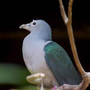 Green Imperial Pigeon (Ducula aenea)
