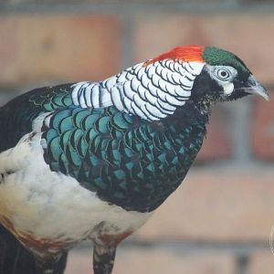 Lady Amherst's Pheasant (Chrysolophus amherstiae)