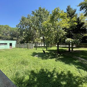 Red kangaroo and red necked wallaby exhibit