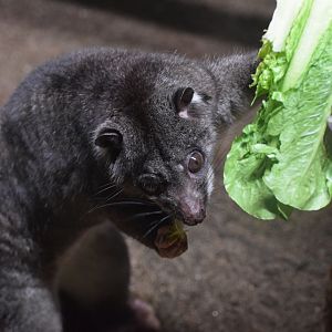 New Guinea ground cuscus