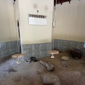 African brush tailed porcupine and meerkat indoor exhibit