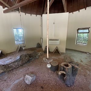 Fennec fox indoor exhibit