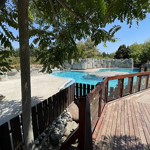 African penguin exhibit