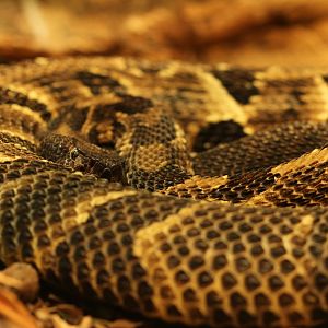 Timber rattlesnake (Crotalus horridus horridus)