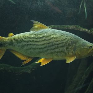 Dorado (Salminus brasiliensis)