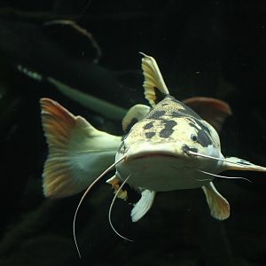 Piebald redtail catfish (Phractocephalus hemioliopterus)