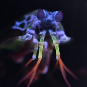 Peacock mantis shrimp (Odontodactylus scyllarus)