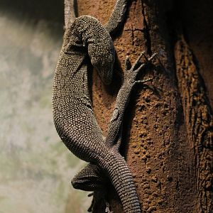 Biak tree monitor (Varanus kordensis)
