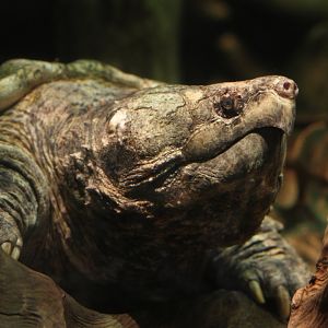 Alligator snapping turtle (Macrochelys temminckii)