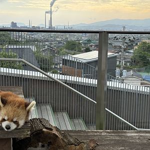 Red panda outdoor exhibit with factory background
