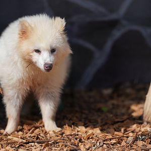 White Tanuki