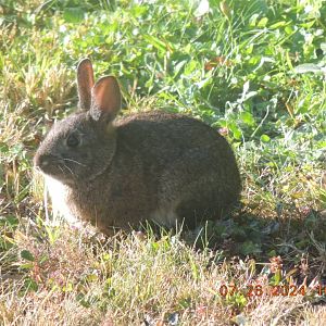 brush rabbit