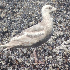 unknown gull species