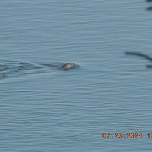harbor seal