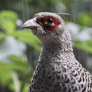 Cheer Pheasant (Catreus wallichii) - male