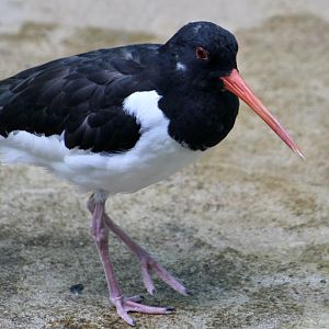 Eurasian Oystercatcher (Haematopus ostralegus)