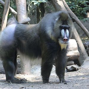 Mandrill (Mandrillus sphinx) - "Nigel"