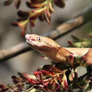 Northern Copperhead (Agkistrodon contortrix mokasen)