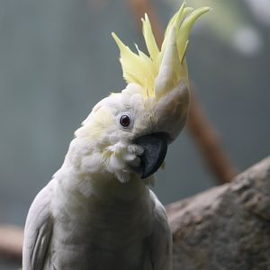 Yellow-Crested Cockatoo (Cacatua sulphurea)
