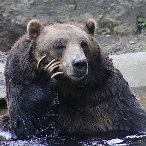 Grizzly Bear (Ursus arctos horriblis) - "Glacier"