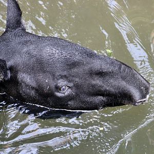 Malayan Tapir (Tapirus indicus)