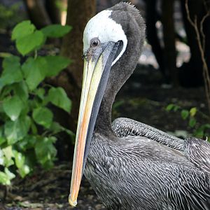 Peruvian Pelican (Pelecanus thagus)