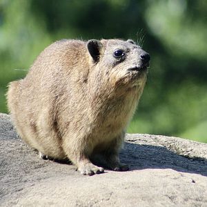 Rock Hyrax (Procavia capensis)