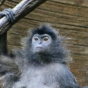 Silvery Lutung (Trachypithecus cristatus)