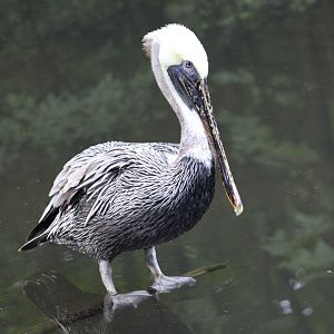 Eastern Brown Pelican (Pelecanus occidentalis carolinensis)