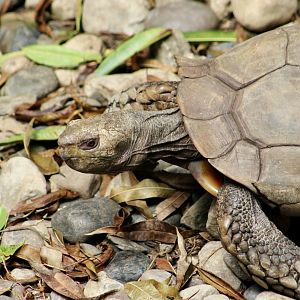 Southern Brown Tortoise (Manouria emys emys)