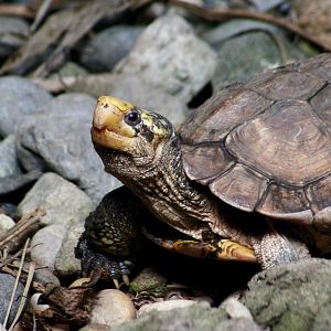 Sulawesi Forest Turtle (Leucocephalon yuwonoi)