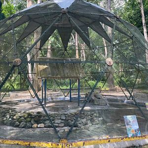 Malayan Porcupine Exhibit