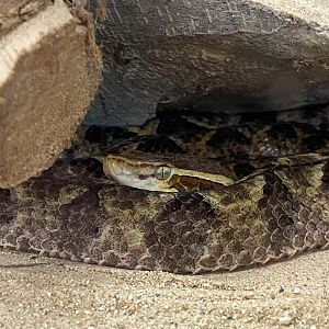 Malayan Pit Viper (Calloselasma rhodostoma)