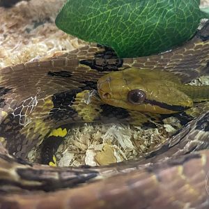 Dog-toothed Cat Snake (Boiga cynodon)