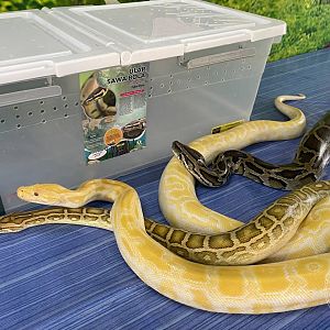 Ball Python Touching Area